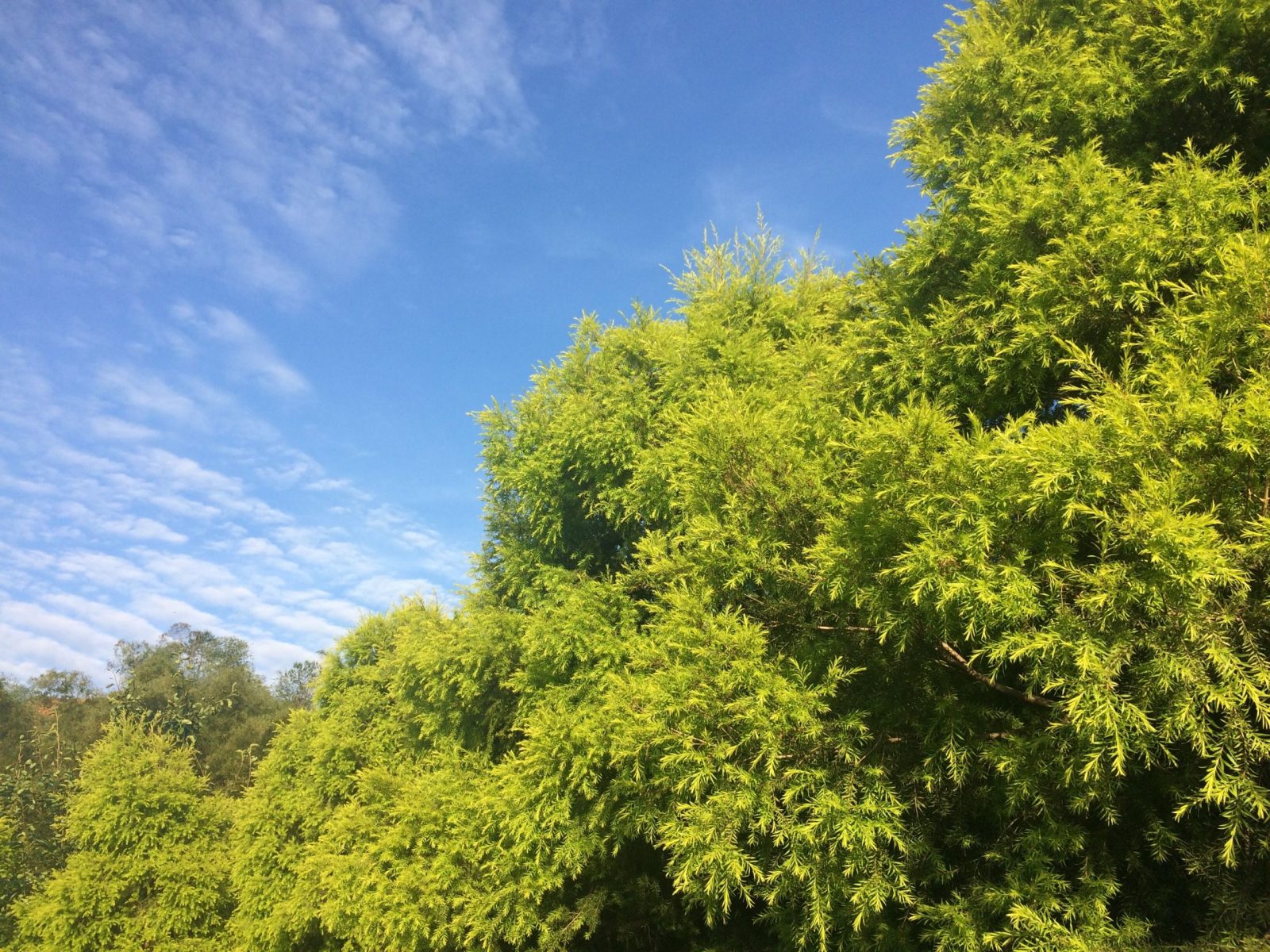 梅州的树