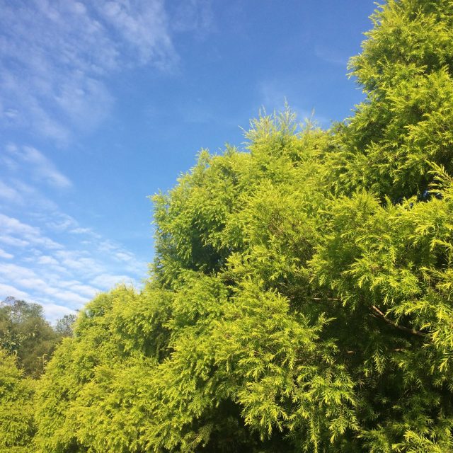 梅州的树